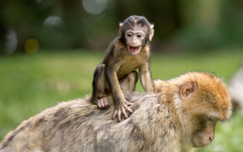 ape, berber monkeys, mammal, nature, animals, zoo, family, young, mother, child