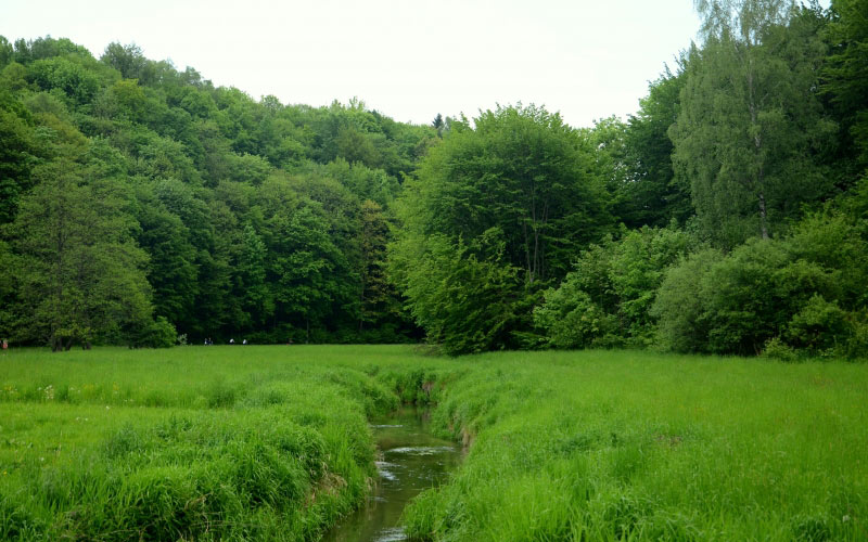 brook, river, forest, meadow, trees, poland, valley, may, woods, spring, green