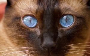 siamese, cat, kitty, animal, domestic, pet, blue eyes, fluffy, face, brown