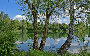 lake, birch, blue sky, forest, trees, landscape, summer