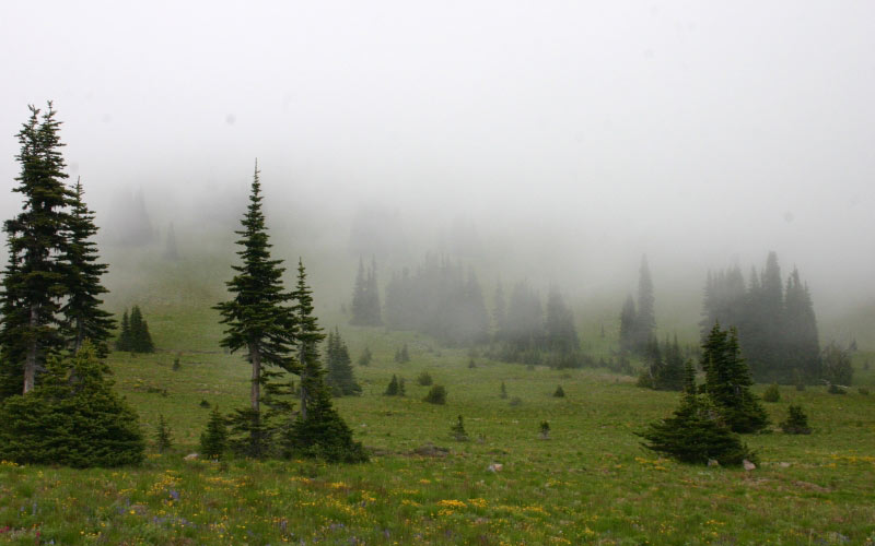 forest, abies lasiocarpa, meadow, mist, fog, morning, valley