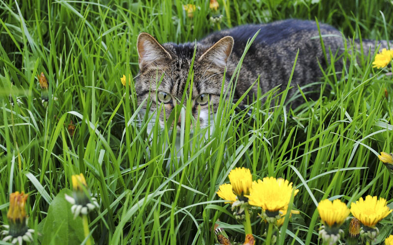кот, трава, котенок, животные, домашнее животное, цветы, природа