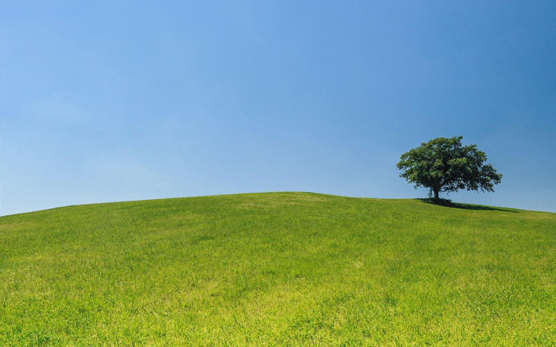 hill, meadow, tree, green, blue, sky, nature, grass, serenity
