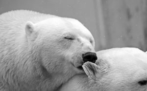 животные, черно-белое, близко, белые медведи, любовь, нежность