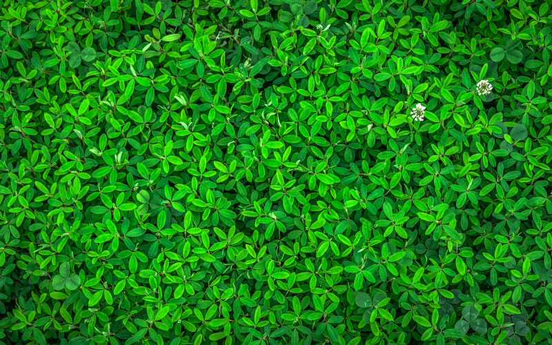 leafs, nature, green, spring, plants, herb, grass, gregarious, texture, background, pattern, surface, leaves