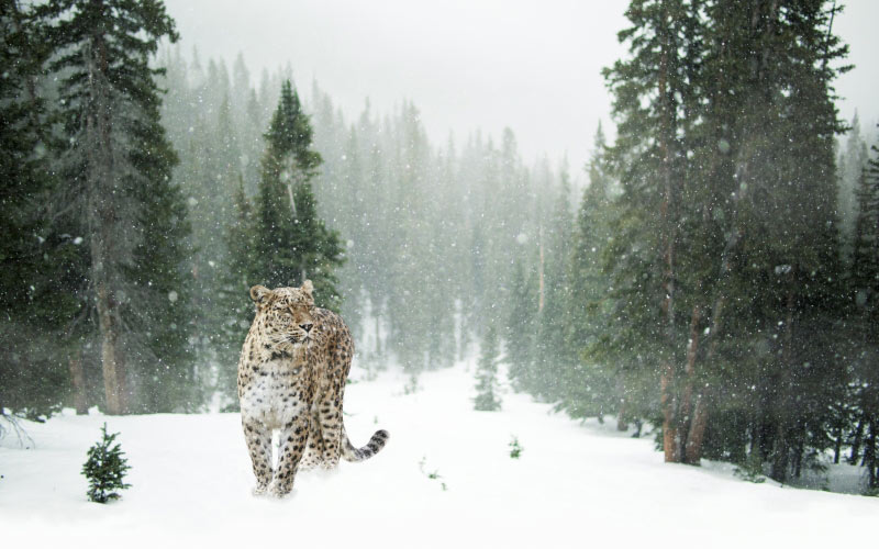 persian leopard, leopard, snow, winter, forest, nature, animals, cat, snow leopard