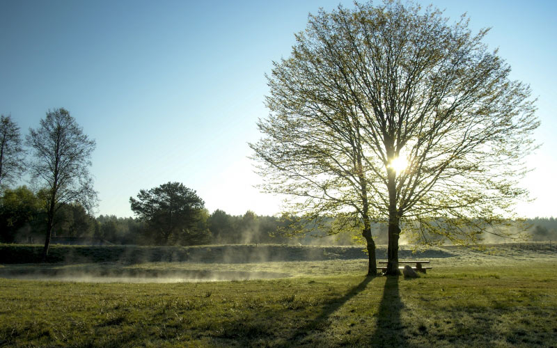 early spring, spring, morning, landscape, fog, sunrise, tree, nature, sun, meadow, sky, rays, grass, dawn
