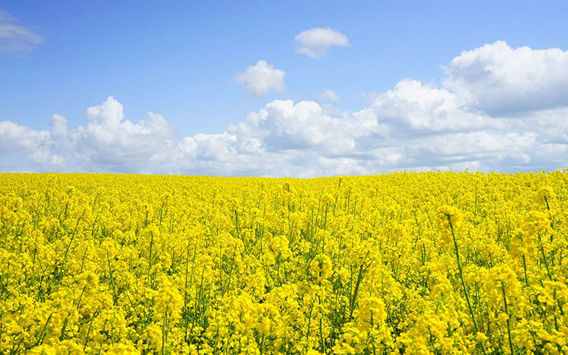 field, rapeseeds, oilseed rape, yellow, flowers, nature, landscape, summer, blossom, spring, flowers, agriculture, crops, brassica napus, brassicaceae