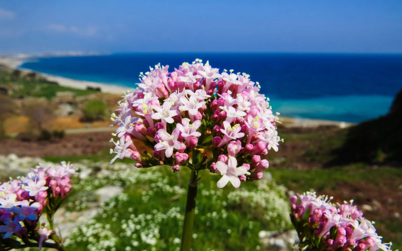 цветок, природа, растение, розовый цветок, розовый, весна, пляж, макро