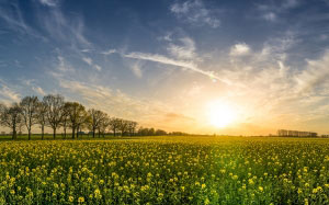 oilseed rape, field of rapeseeds, sunset, landscape, panorama, spring, nature, blossom, bloom, field, yellow, clouds, green, sky, blue