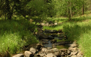 поток, ручей, горы, лето, зеленый, деревья, вода, природа, лес, ручей, поток, водопад, дикая природа, камень