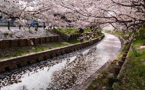 bloom, blossom, cherry, flowers, nature, spring, tree, city, river
