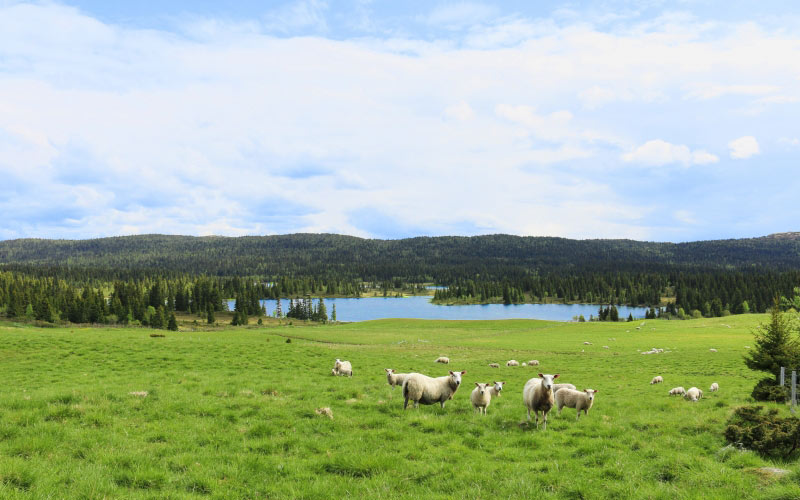 may, lamb, summer, mountain, fells, himmel, landscapes, bait, flock, wool, nature, sheeps