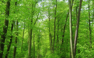 природа, деревья, лес, май, поход, зеленый, лесная тропа, весна