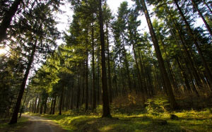 forest, delight, woods, nature, landscape, trees, forest path, walk, sun, autumn