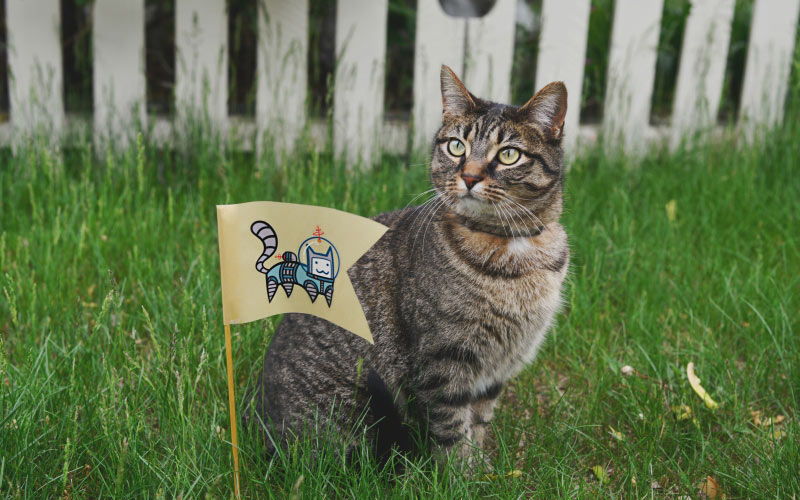 кот, кошка, домашнее животное, флаг, животные, трава