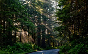 forest, trees, woods, sunlight, shaft of light, landscape, scenic, nature, outdoors, redwoods, road