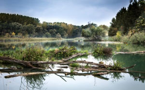 река, дунай, туман, отражение, природа, деревья, вода, пейзаж, речной бассейн, осень, пойменный лес, октябрь