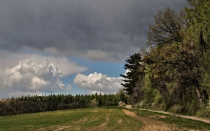 landscape, clouds, forest, way, path, field, sky, view, nature, woods