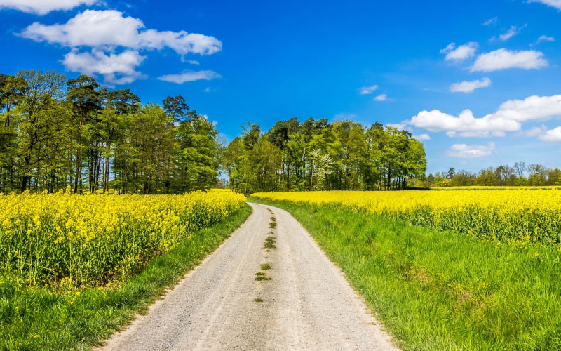 spring, landscape, oilseed rape, clouds, trees, lane, away, trail, nature, grasses, hiking, yellow, field
