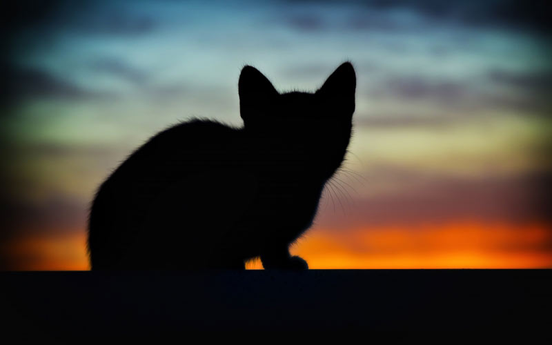animal, backlight, cat, dawn, dusk, evening, kitten, light, pet, sunset