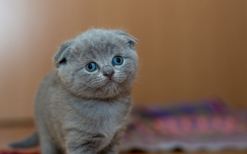 adorable, animal, cat, cute, furry, kitten, kitty, little, pet, portrait