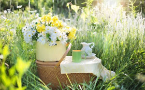 daisies, summer, flowers, nature, green, bloom, tea, coffee, morning, picnic, field, grass
