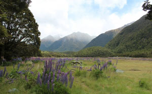пикник, скамейка, природные, полевые цветы, горы, новая зеландия, пейзаж