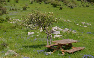 natural park, meadow, bench, picnic spot, green, flowers, spring, nature