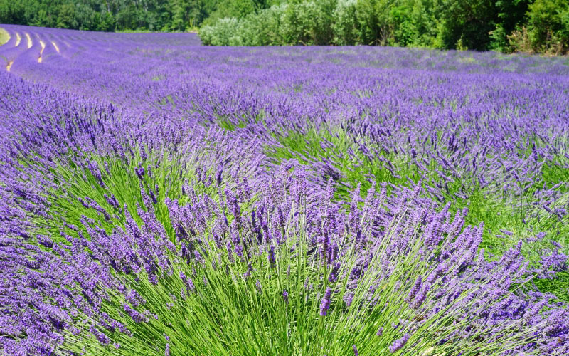 лаванда, поле, цветы, фиолетовый, синий, фиолетовый, природа, пейзаж, лето