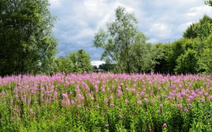 cloudy, day, field, flowers, forest, nature, outdoors, summer, nature, meadow, trees