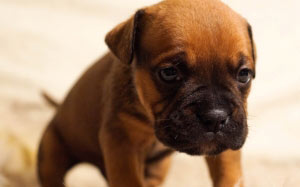 puppy, dog, pet, cute, brown, sitting, pedigree, animals, small, fur, bulldog