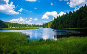 лес, трава, озеро, природа, спокойный, река, живописный, деревья, вода, пейзаж, небо, синий, голубой, зеленый