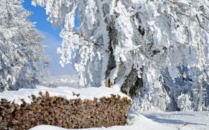 дрова, запас, пейзаж, снежная, зима, холод, белый, деревья, природа, лес