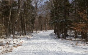 trees, hiking, winter, snow, forest, woods, day, sunny, white, nature, tilt shift