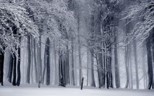 winter, snow, wintry, cold, snowy, white, trees, forest, nature, woods, winter forest, landscape, frost