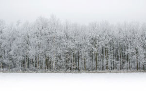 холод, туман, лес, мороз, изморозь, иней, пейзаж, сезон, снег, белизна, деревья, зима, лес, природа