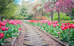 blooming, blossom, colors, flowers, garden, grass, growth, landscape, nature, outdoors, park, path, pathway, petals, pink tulips, season, spring, springtime, trees, tulips