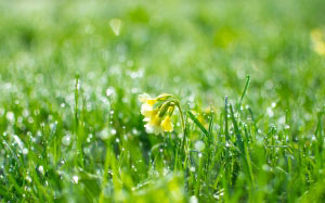 dew, droplets, flower, grass, greenery, nature, primrose, spring, wet, fresh