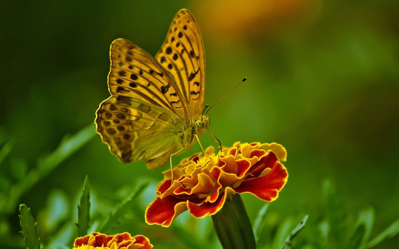 бабочка, природа, цветок, насекомое, крупный план, растение, красочный, желтый, зеленый