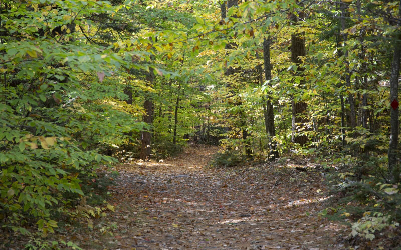 path, nature, trees, foliage, autumn, fall, forest, leaves, wood