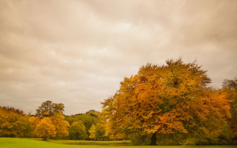 осень, сезон, деревья, разноцветные, трава, облака, оранжевый, зеленый, парк, пруд, пейзаж