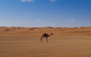 оман, пустыня, животное, верблюд, саудовская аравия, аравия, небо, синий, лето, песок