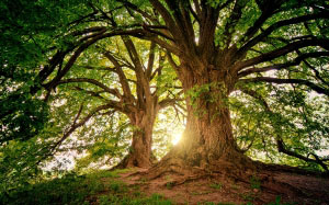 деревья, природа, дерево, закат, свет, листья, пейзаж, лето, весна, зеленый, лес, ветви, холм, яркий, солнечный свет, старый, солнечный луч, лучи, ствол