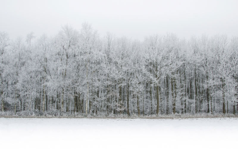 пейзаж, декабрь, белый, снег, лес, зима, холод, природа, сезон, мороз, ледяной, вид, сцена, деревья, поле