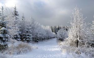 пейзаж, зима, лес, снег, дорога, деревья, природа, облака
