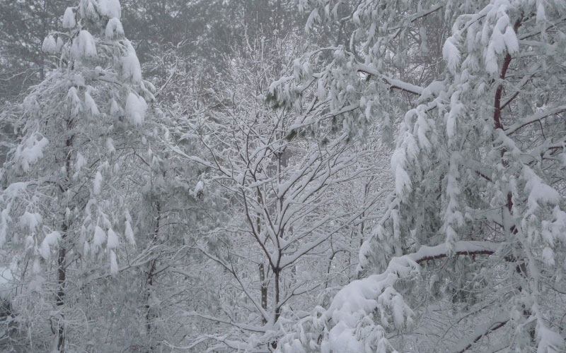 метель, февраль, зима, снег, деревья, природа