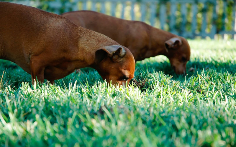 собаки, животные, двор, питомцы, едят, трава, зелень, лужайка