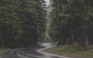 clouds, environment, fog, forest, mist, outdoors, rain, road, trees, wet, wood, nature