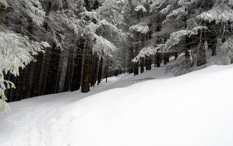 winter, mountain, forest, outdoor, spruce, trees, snowfall, snowy, fir, season, wood, nature, landscape